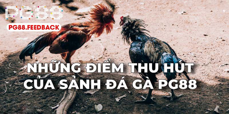 Các chương trình khuyến mãi đá gà PG88 hấp dẫn