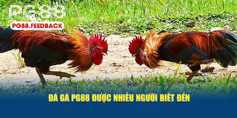 Đá gà PG88 quy tụ những trận đấu nảy lửa