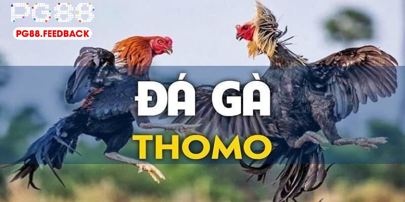 Đá gà PG88 thomo mang đến trải nghiệm kịch tính